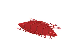 L088 Leaf Venation